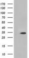 Myo-Inositol Oxygenase antibody, MA5-25182, Invitrogen Antibodies, Western Blot image 