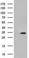 Myo-Inositol Oxygenase antibody, MA5-25182, Invitrogen Antibodies, Western Blot image 