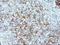 Scavenger Receptor Class B Member 1 antibody, LS-C338408, Lifespan Biosciences, Immunohistochemistry paraffin image 