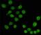 F-box-like/WD repeat-containing protein TBL1X antibody, MA5-24874, Invitrogen Antibodies, Immunocytochemistry image 