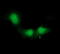 Indoleamine 2,3-Dioxygenase 1 antibody, LS-B14775, Lifespan Biosciences, Immunofluorescence image 