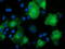 Calcium Binding And Coiled-Coil Domain 2 antibody, TA501971, Origene, Immunofluorescence image 