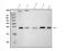 CD9 Molecule antibody, PB9930, Boster Biological Technology, Western Blot image 