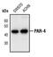 Pro-Apoptotic WT1 Regulator antibody, PA5-17408, Invitrogen Antibodies, Western Blot image 