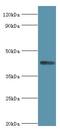 Aryl Hydrocarbon Receptor Interacting Protein Like 1 antibody, LS-C379906, Lifespan Biosciences, Western Blot image 