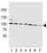 Heat Shock Protein 90 Alpha Family Class A Member 1 antibody, F52639-0.4ML, NSJ Bioreagents, Western Blot image 