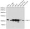 TATA-Box Binding Protein Associated Factor, RNA Polymerase I Subunit C antibody, 22-467, ProSci, Western Blot image 