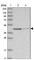 GDP-Mannose Pyrophosphorylase A antibody, HPA035513, Atlas Antibodies, Western Blot image 