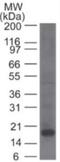 Killer Cell Lectin Like Receptor B1 antibody, NBP2-14845, Novus Biologicals, Western Blot image 