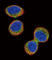 FER Tyrosine Kinase antibody, abx033631, Abbexa, Western Blot image 