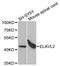 ELAV Like RNA Binding Protein 2 antibody, STJ27714, St John