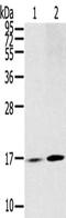 Ribosomal Protein Lateral Stalk Subunit P1 antibody, CSB-PA327160, Cusabio, Western Blot image 