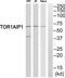 Torsin 1A Interacting Protein 1 antibody, TA315308, Origene, Western Blot image 