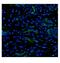CD34 antibody, PB9053, Boster Biological Technology, Immunofluorescence image 