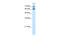 Neurexophilin And PC-Esterase Domain Family Member 4 antibody, ARP45013_T100, Aviva Systems Biology, Western Blot image 