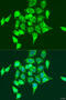 RAS Guanyl Releasing Protein 3 antibody, 23-186, ProSci, Immunofluorescence image 