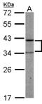 Phosphoribosyl Pyrophosphate Synthetase Associated Protein 2 antibody, NBP1-32630, Novus Biologicals, Western Blot image 