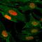 H3 Histone Family Member 3B antibody, M06819-16, Boster Biological Technology, Immunocytochemistry image 