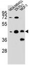 Kelch Repeat And BTB Domain Containing 13 antibody, AP52014PU-N, Origene, Western Blot image 