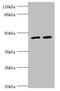 Tripartite Motif Containing 13 antibody, LS-C676641, Lifespan Biosciences, Western Blot image 