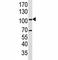 Leucine Rich Repeat Containing G Protein-Coupled Receptor 5 antibody, F48166-0.4ML, NSJ Bioreagents, Western Blot image 