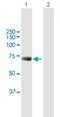 Upstream Binding Protein 1 antibody, H00007342-B01P, Novus Biologicals, Western Blot image 