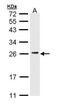 CD3g Molecule antibody, PA5-29387, Invitrogen Antibodies, Western Blot image 