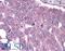 Baculoviral IAP Repeat Containing 5 antibody, LS-B499, Lifespan Biosciences, Immunohistochemistry frozen image 