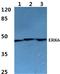 Mitogen-Activated Protein Kinase 12 antibody, A03942, Boster Biological Technology, Western Blot image 