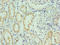 Solute Carrier Family 39 Member 6 antibody, LS-C377521, Lifespan Biosciences, Immunohistochemistry paraffin image 