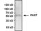 Paired Box 7 antibody, PA1-117, Invitrogen Antibodies, Immunoprecipitation image 