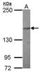 PDS5 Cohesin Associated Factor B antibody, GTX116345, GeneTex, Western Blot image 