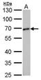 Tubulin Gamma Complex Associated Protein 4 antibody, GTX629401, GeneTex, Western Blot image 