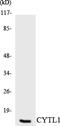 Cytokine Like 1 antibody, LS-C291851, Lifespan Biosciences, Western Blot image 