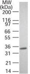 TNF Superfamily Member 11 antibody, ab45039, Abcam, Western Blot image 