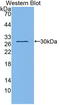 Fibulin 1 antibody, LS-C663724, Lifespan Biosciences, Western Blot image 