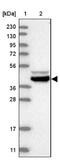 Basic Leucine Zipper And W2 Domains 2 antibody, NBP1-83182, Novus Biologicals, Western Blot image 