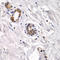 Calpain 3 antibody, STJ22883, St John