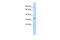 Pyridoxal Phosphatase antibody, PA5-44765, Invitrogen Antibodies, Western Blot image 