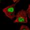 Zinc Finger Protein 444 antibody, HPA056895, Atlas Antibodies, Immunofluorescence image 