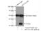 Renalase, FAD Dependent Amine Oxidase antibody, 15003-1-AP, Proteintech Group, Immunoprecipitation image 