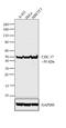 Cell Division Cycle 37 antibody, MA3-029, Invitrogen Antibodies, Western Blot image 