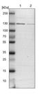 DENN Domain Containing 4C antibody, NBP1-90788, Novus Biologicals, Western Blot image 