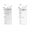 PDS5 Cohesin Associated Factor A antibody, NBP1-87904, Novus Biologicals, Western Blot image 