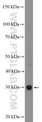 Empty Spiracles Homeobox 1 antibody, 55032-1-AP, Proteintech Group, Western Blot image 