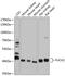 Alpha-L-Fucosidase 2 antibody, GTX64913, GeneTex, Western Blot image 