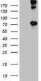 Optineurin antibody, M00952-1, Boster Biological Technology, Western Blot image 