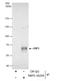 EBF Transcription Factor 3 antibody, NBP2-16254, Novus Biologicals, Western Blot image 