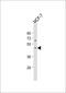 Paired Box 2 antibody, 58-879, ProSci, Western Blot image 