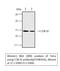 Cytochrome C Oxidase Subunit 4I1 antibody, STJ96935, St John